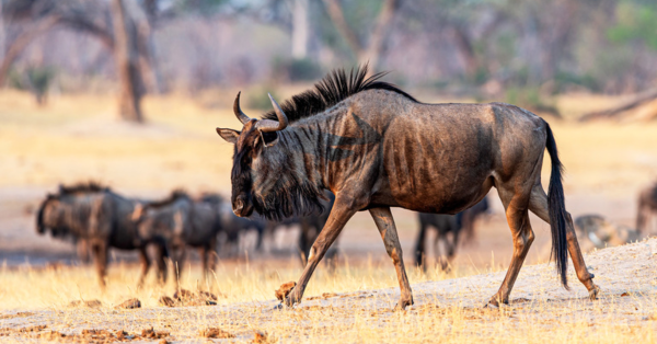 Wildebeest Migration 2026