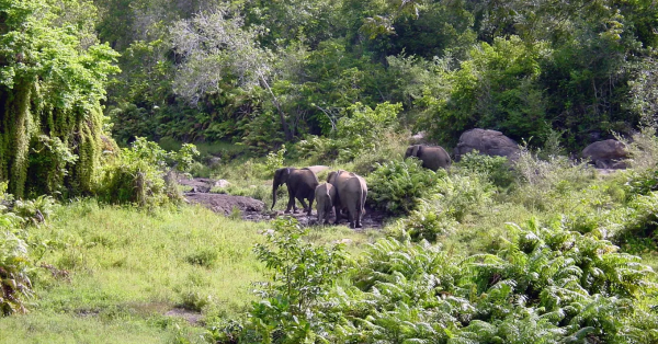 Kenya Coast Safaris