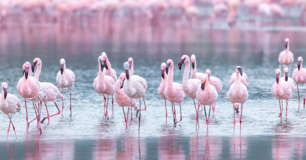 Lake Nakuru National Park safari