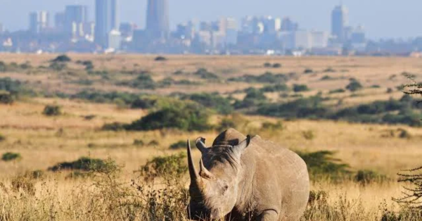 Ultimate Kenya Safari Guide