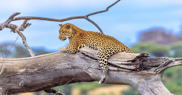 Kenya Safari & Beach Holiday Guide
