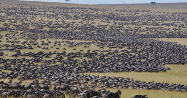 Top 15 Wildebeest Migration Safari Packages