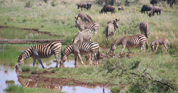 Kenya Group Safari Packages