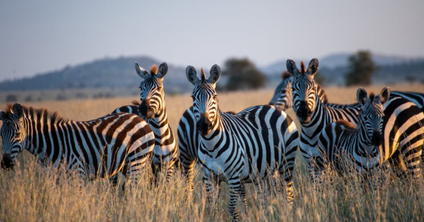 Kenya Safari Best Time