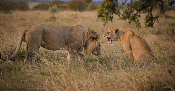 Kenya Safari Best Time