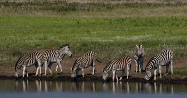 Masai Mara Safari Guide