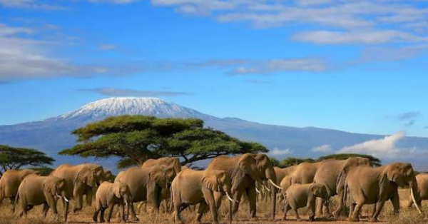 Ultimate Amboseli Safari Guide