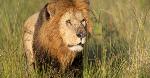 Top 10 Masai Mara Safari Packages