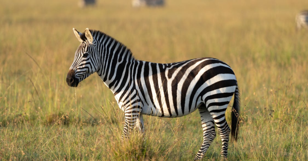 Ultimate Amboseli Safari Guide