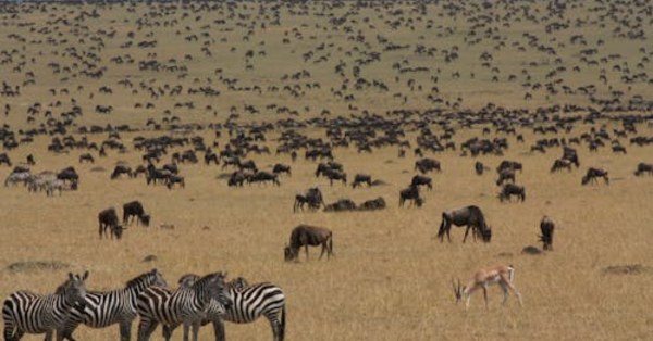 Top 15 Wildebeest Migration Safari Packages