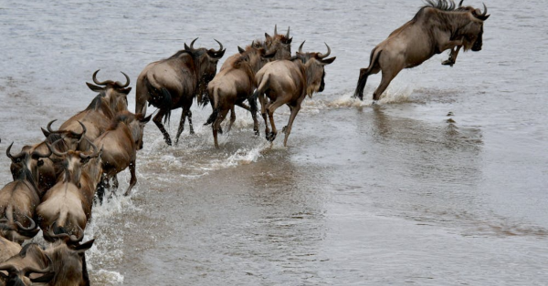 Masai Mara Group Safaris