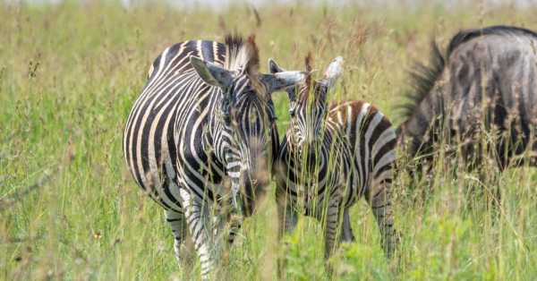Masai Mara Safari Guide