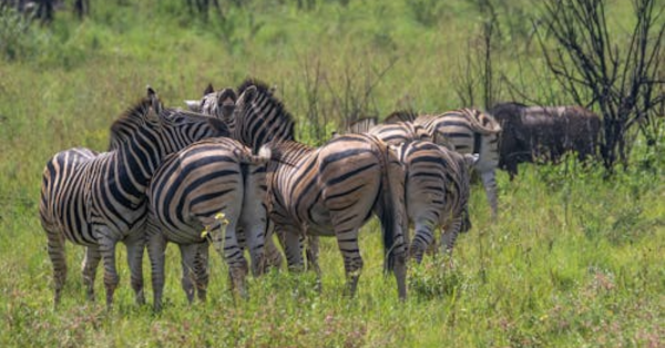 Masai Mara Group Safaris