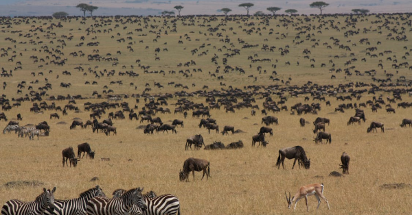 Wildebeest Migration Activities Kenya