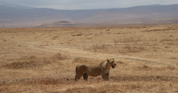 Group Safaris Kenya