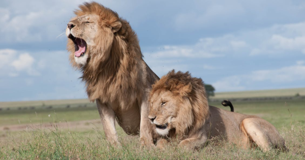 Luxury Safari Packages 2026