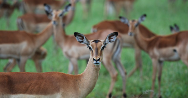 Great Wildebeest Migration Safari