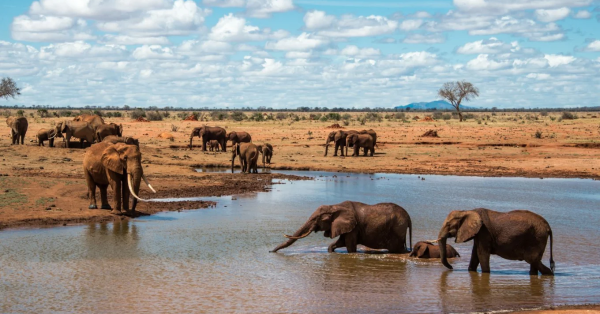 Kenya Safari Packages