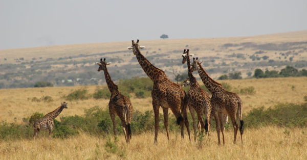 Luxury Safari Packages 2026