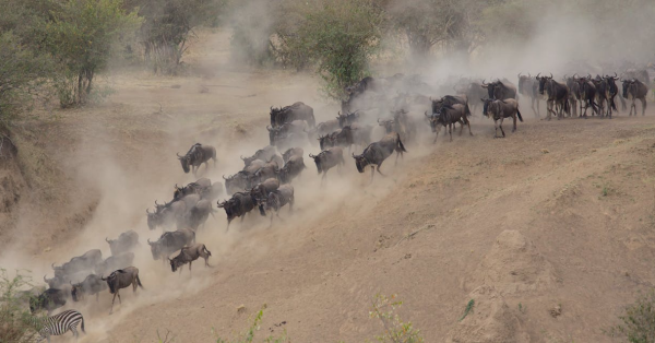 Kenya Safari Packages