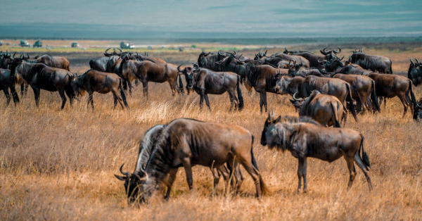 Wildebeest Migration Activities Kenya