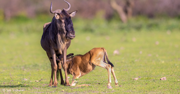 Great Wildebeest Migration Safari