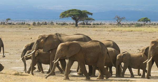 Top Safari Company in Kenya