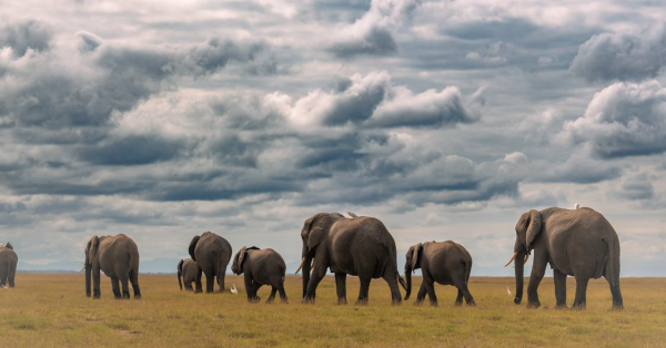 Top Safari Destinations in Kenya