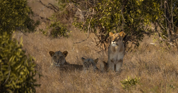 Safari Destinations in Kenya