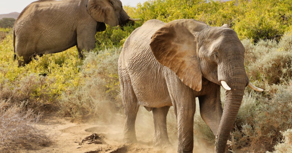 Cost of Safari in Kenya 2026