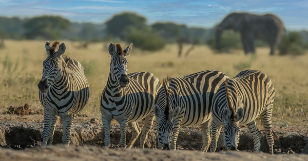 Cost of Safari in Kenya 2026