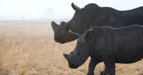Best Time to Visit Kenya for Safari