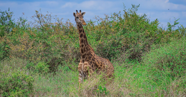 Affordable Kenya Safari