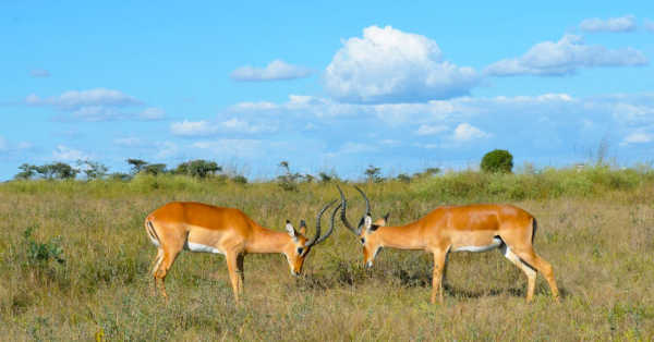 Top Safari Destinations in Kenya