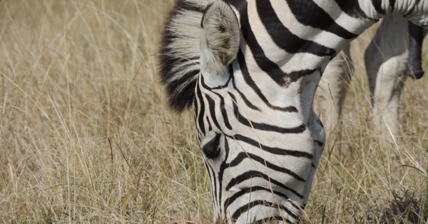 Wildebeest Migration Safari in Kenya