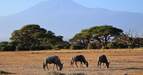 Safari Destinations in Kenya