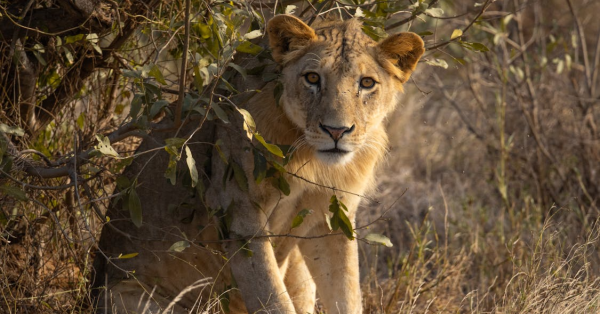 Wildebeest Migration Safari in Kenya