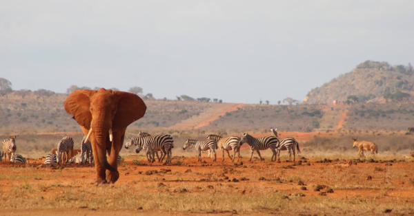 Student Safaris Kenya