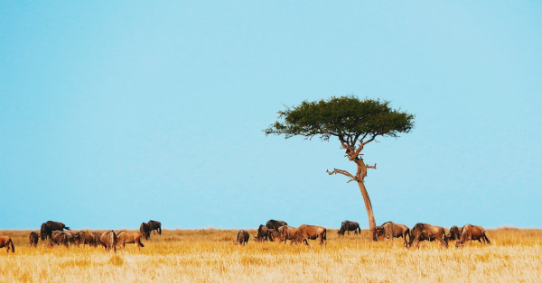 Kenya Safari Cost Breakdown
