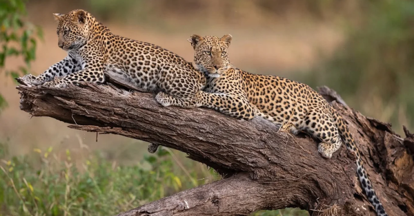 Kenya safari cost 2026