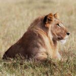 Lions_mara.jpg